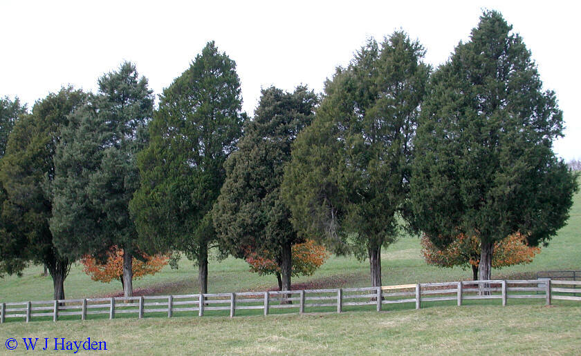 Eastern Red cedar, Juniperus virginiana, Tree Seeds