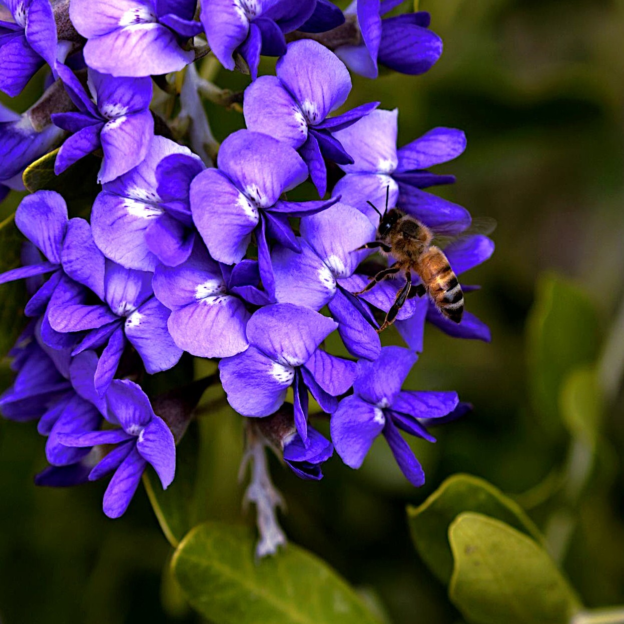 TEXAS MOUNTAIN LAUREL FLOWER TREE SEEDS (Sophora Secundiflora) Mescal Bean