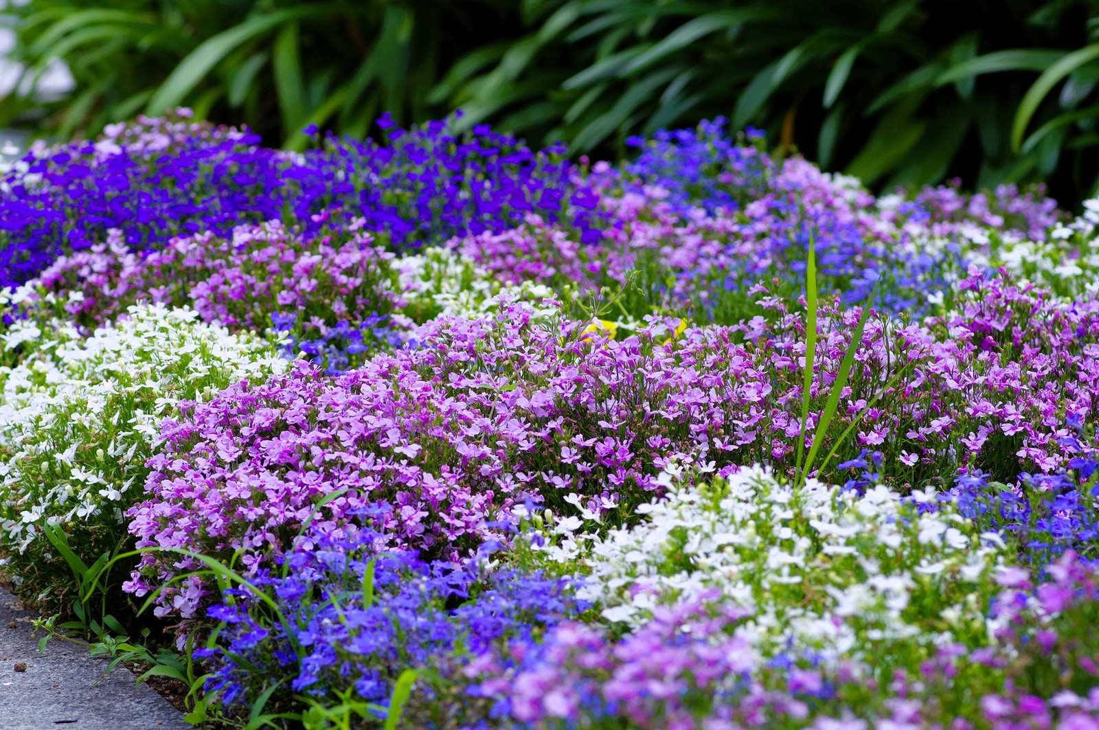 200 MIXED COLORS LOBELIA Regatta Lobelia Erinus Flower Seeds
