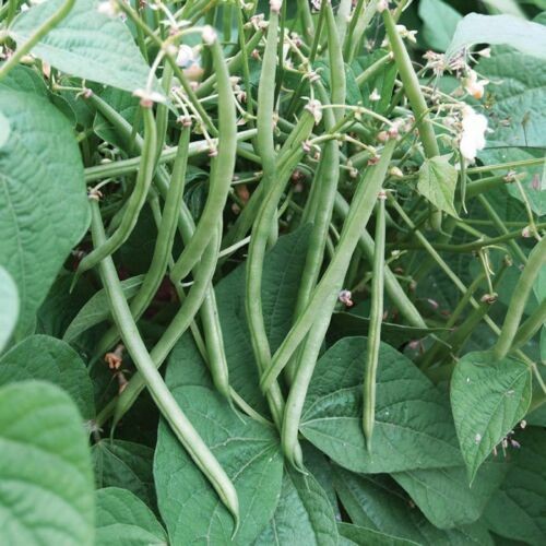 Improved Tendergreen Green Bean Seeds | Heirloom NonGMO Bush Vegetable Seed 2024