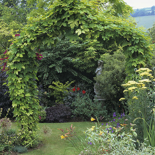 Hops, Humulus lupulus, Perennial Vine Seeds
