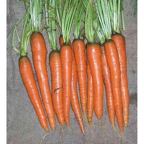 Carrot ‘Imperator 58’ | Daucus carota subsp. sativus| non-GMO Heirloom seeds 275