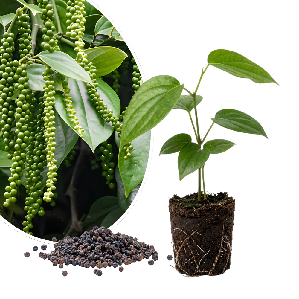 Black Pepper Plant Piper Nigrum Live Plant 4-6 Inches Tall Rooted Vine