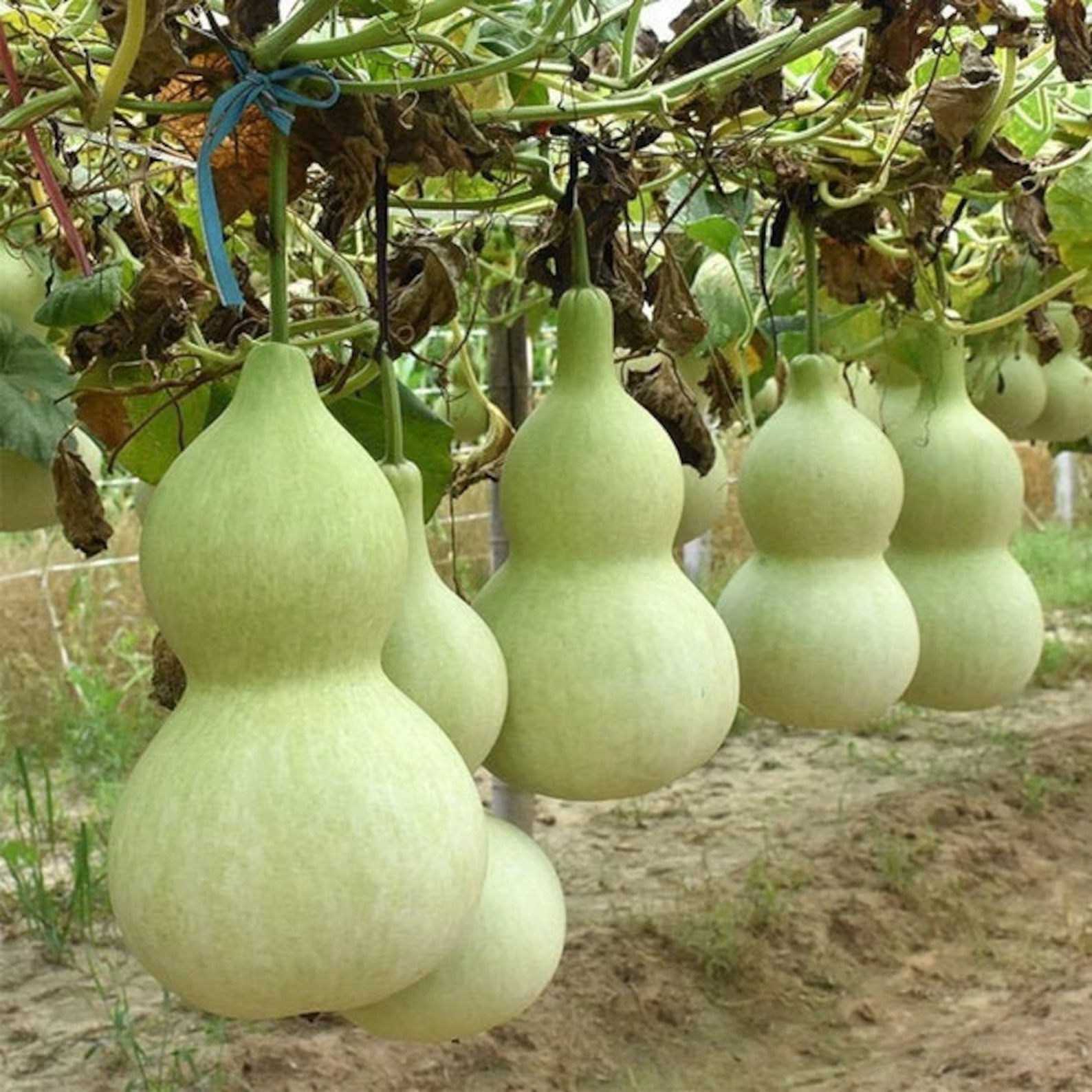 15+ Calabash Bottle Gourd Seeds — Chinese Pugua Nam Tao Yao Lauki Opo —- RARE