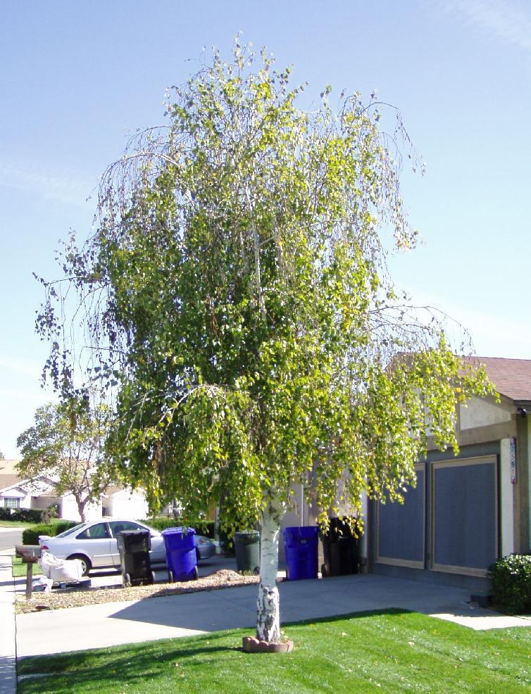 Weeping White Birch, (Silver Birch), Betula pendula alba, (Fast) Tree Seeds