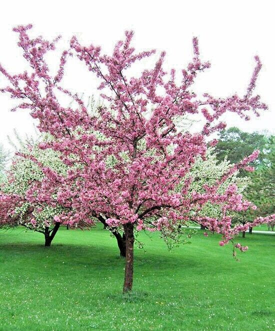French Wild Apple Tree | Premium Seeds | Malus sylvestris ‘Fall’ | Plants’®