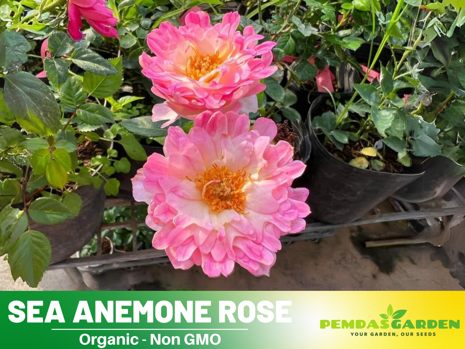 30+ Seeds| Sea Anemone Perennial Rose Seeds