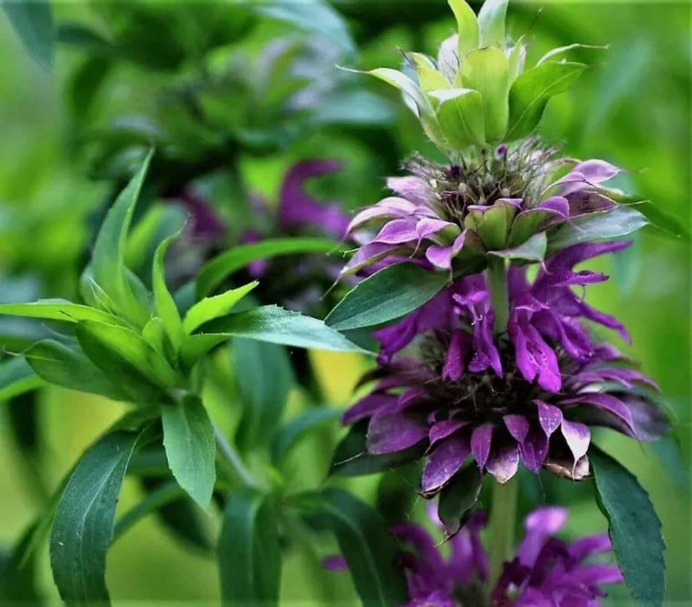 100PCS Purple Lemon Mint Bee Balm SeedsMonarda CitriodoraHeirloom Horsemint G…