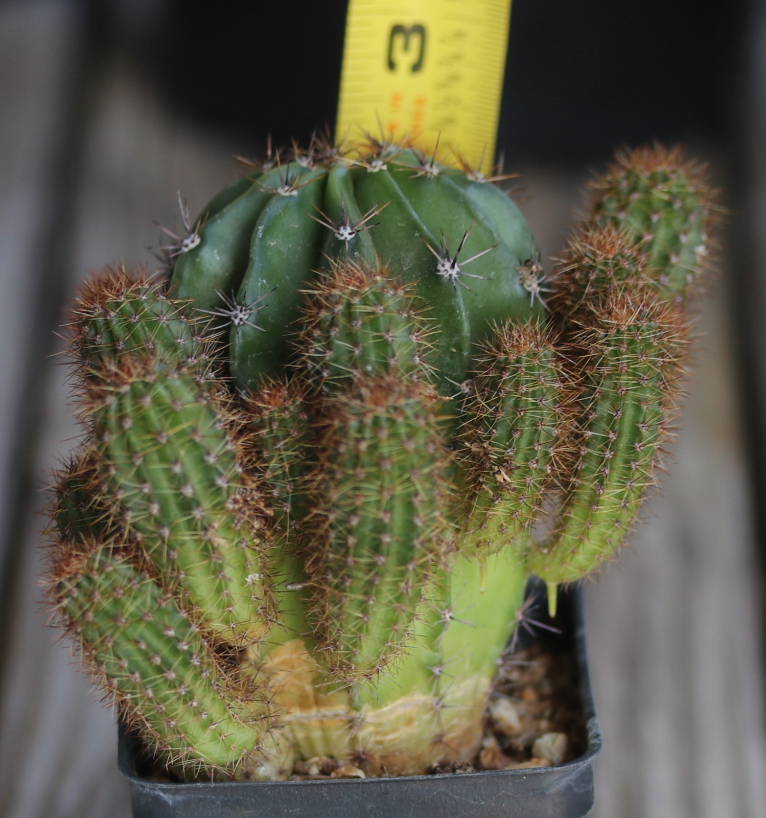 Echinopsis hybrid ‘Rainbow Burst-Pink’