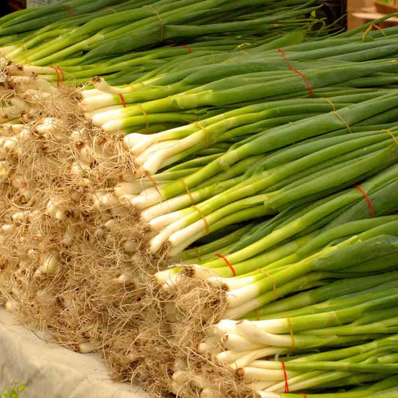 1000+Green Bunching Onion-Bei Cong Seeds, NON-GMO, FREE SHIPPING USA Seller