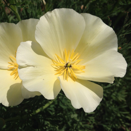 White Linen California Poppy Seeds | 100 – 2,000 Seeds | Free Shipping | 1228