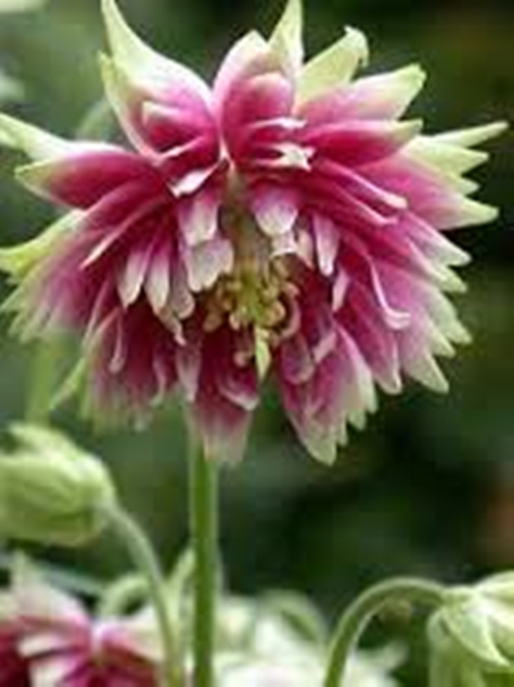 Columbine Nora Barlow – 100 Seeds – Double Pink Blooms!! Aquilegia Vulgaris