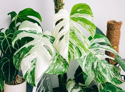 70pcs Variegated Monstera Seeds – Green & White Tropical Foliage Plant Seeds …