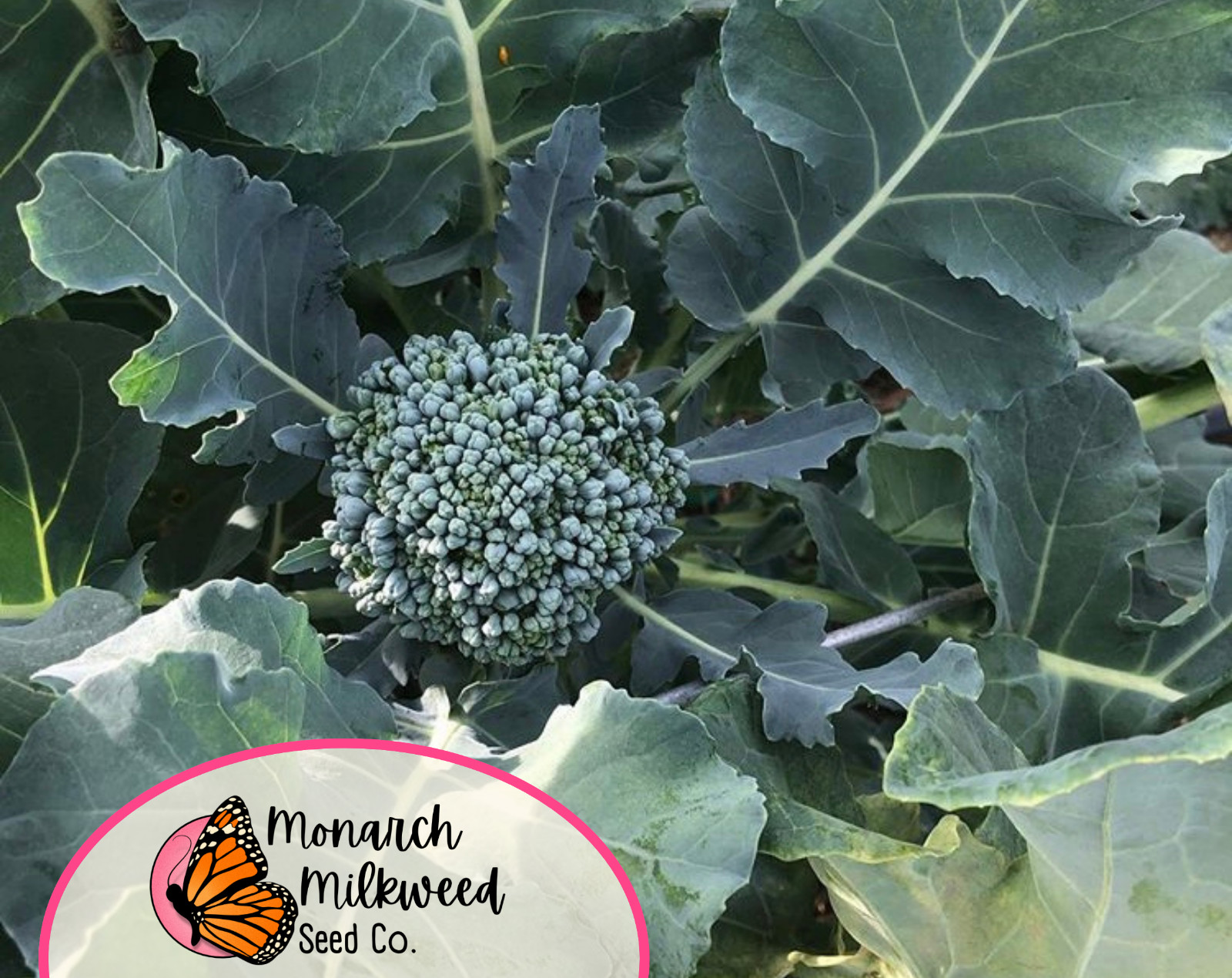 2500+ Broccoli Seeds ‘Waltham 29’ | Heirloom, Non-GMO, Vegetable Gardening Seed