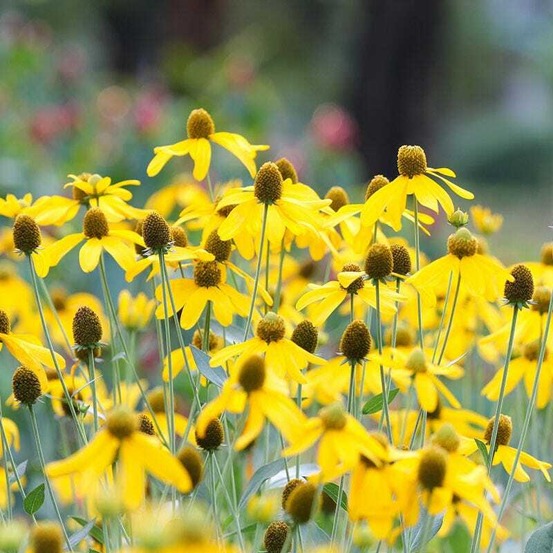 Landscaper’s Pack Coneflower Mix CONEHEAD / Echinacea Perennials+ 1500+ Seeds