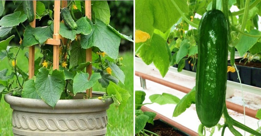 25+Spacemaster Cucumber Seeds Bush Cucumber Bush type Plant Container Garden USA