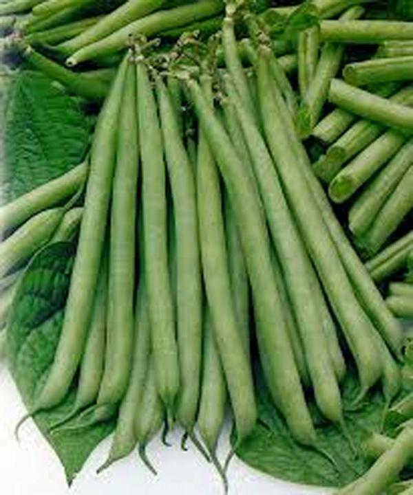 Slenderette Bush Bean Seeds, NON Gmo, 100+ Seeds, Great Tasting Healthy