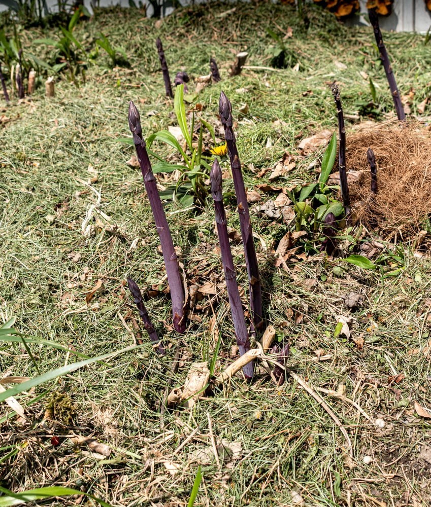 24 Asparagus Crowns “Purple Passion” 2 Yrs(Pack of 24 Bare Root Plants)Zone 3-8