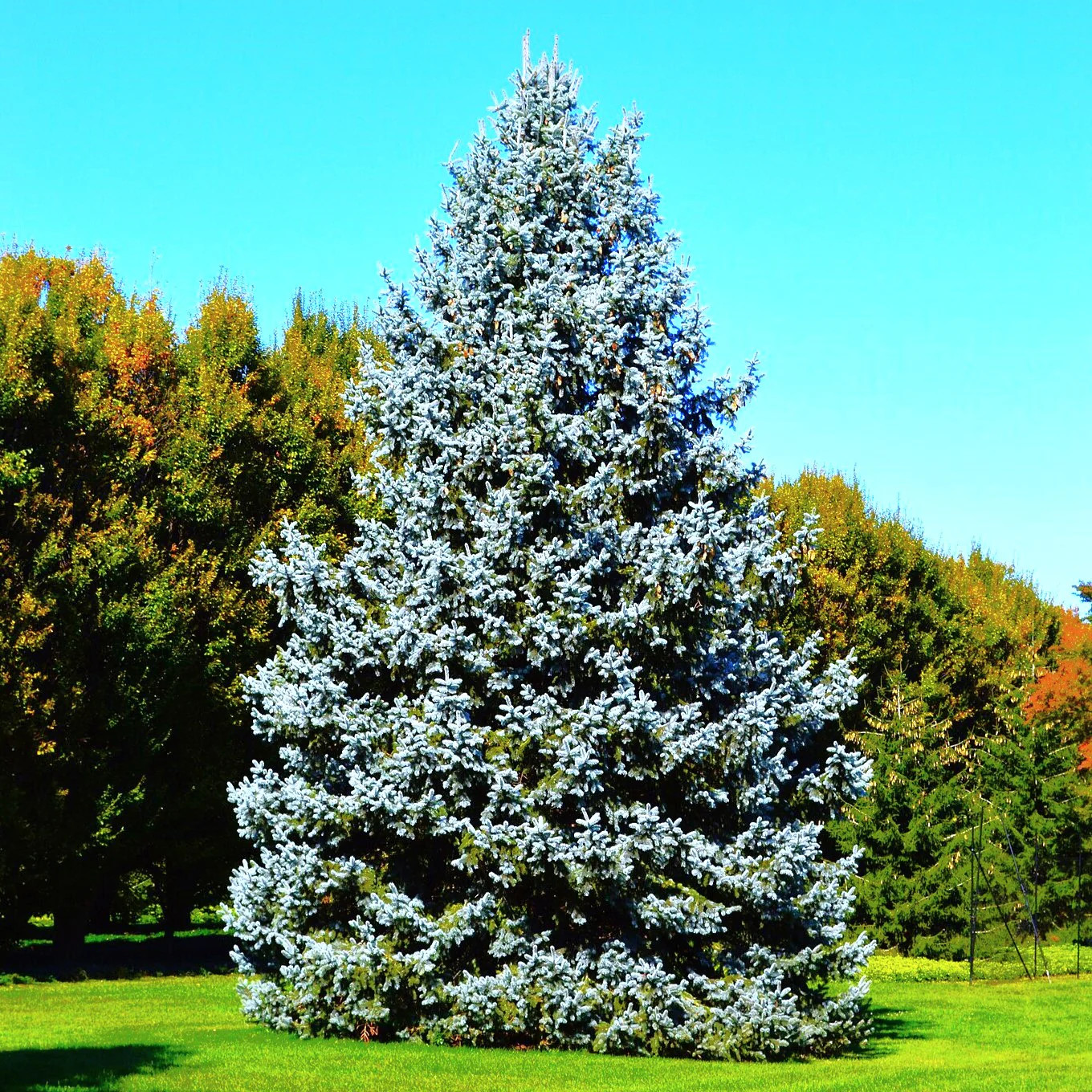 Colorado Blue Spruce Tree Seeds – For 2026 Planting Cold-Hardy Green Evergreen