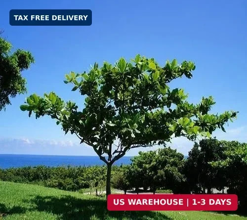 5pcs Fresh Almond Tree Seeds, Premium Heirloom Variety for Planting, Fast-Growin