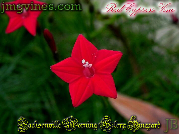 Red Cypress Vine Ipomoea Quamoclit 10 Qty