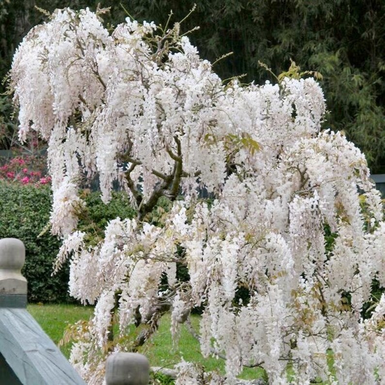 5 White Chinese Wisteria SEEDS Ready to plant now