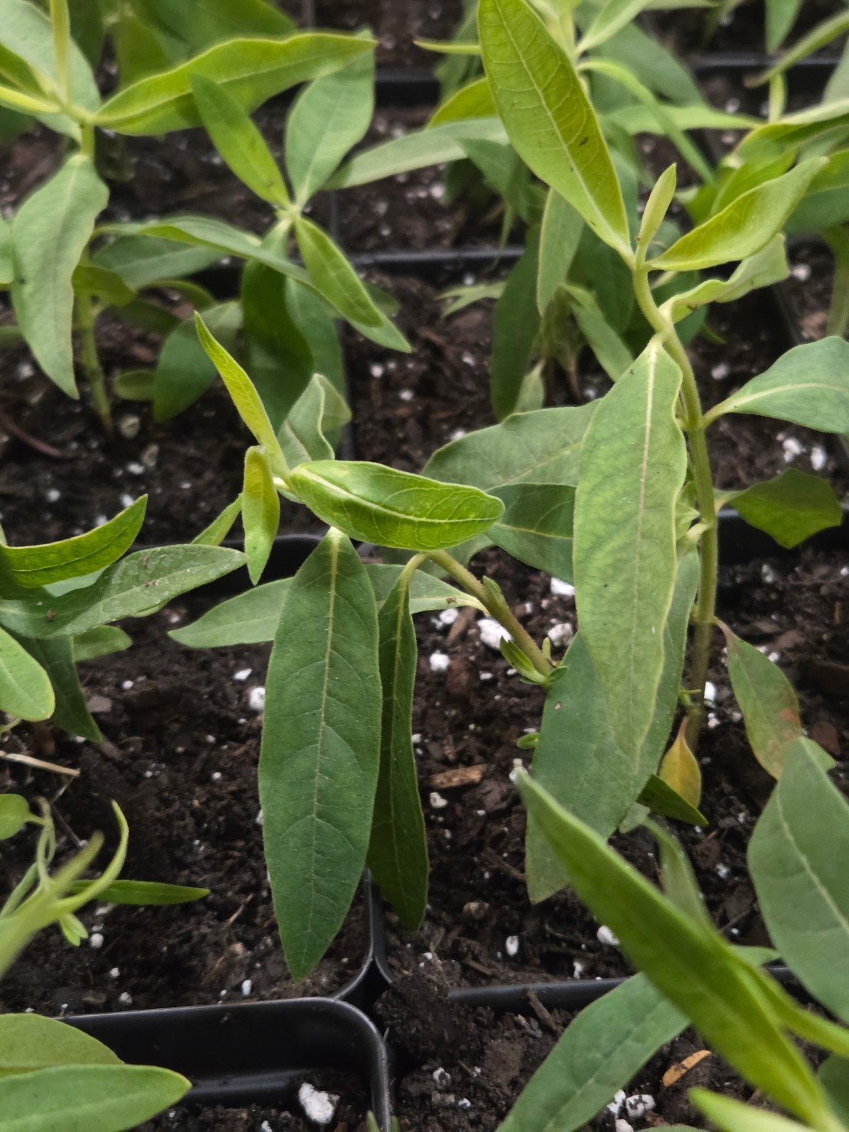Common Milkweed ‘Asclepias syrica’ Live Plant In Growth Stage