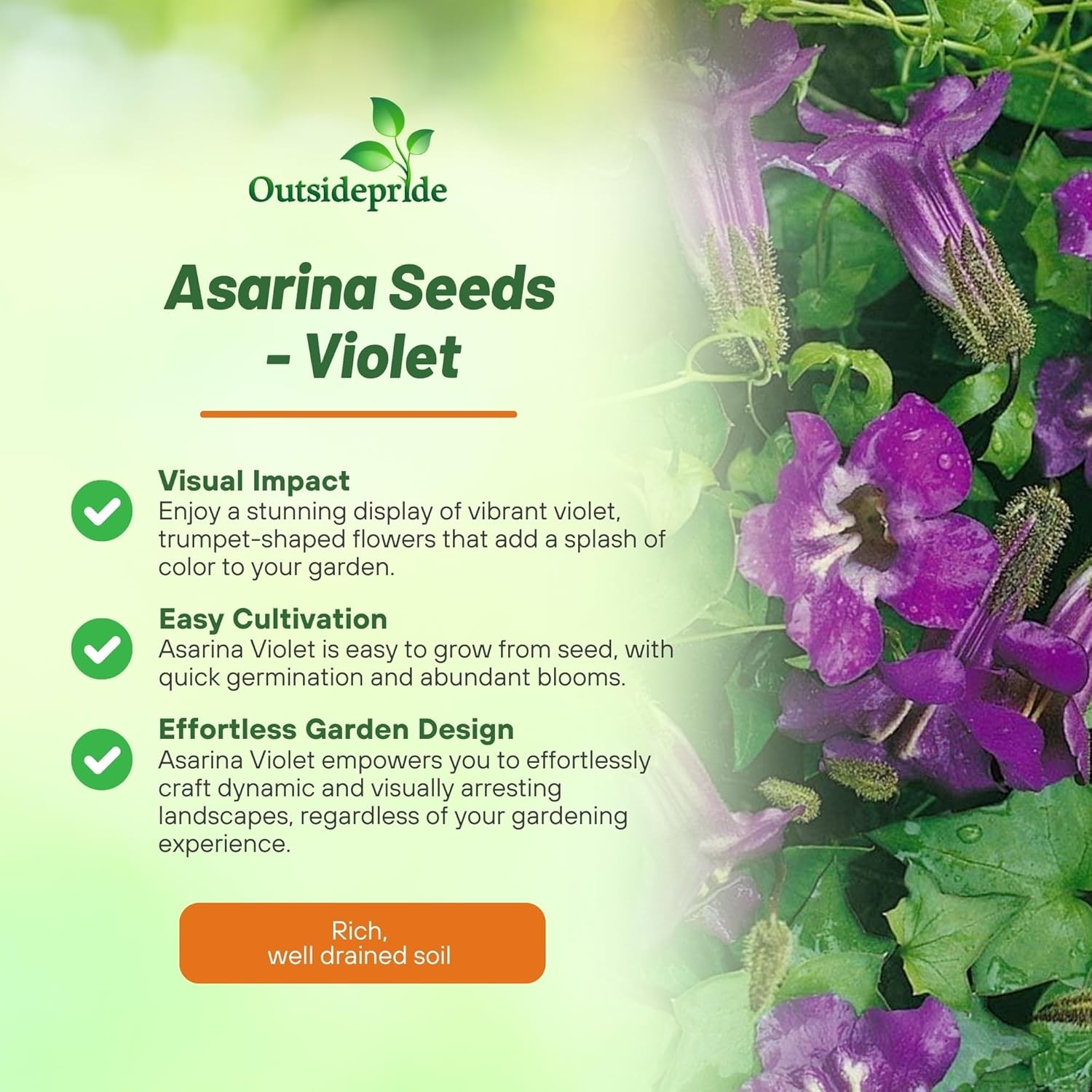 100 Seeds Asarina Seeds – Climbing Snapdragon Flower Seed