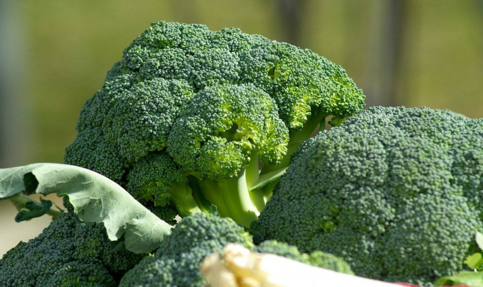 1200+ BROCCOLI WALTHAM SEEDS HEIRLOOM VEGETABLE GARDEN NON-GMO MICROGREENS USA