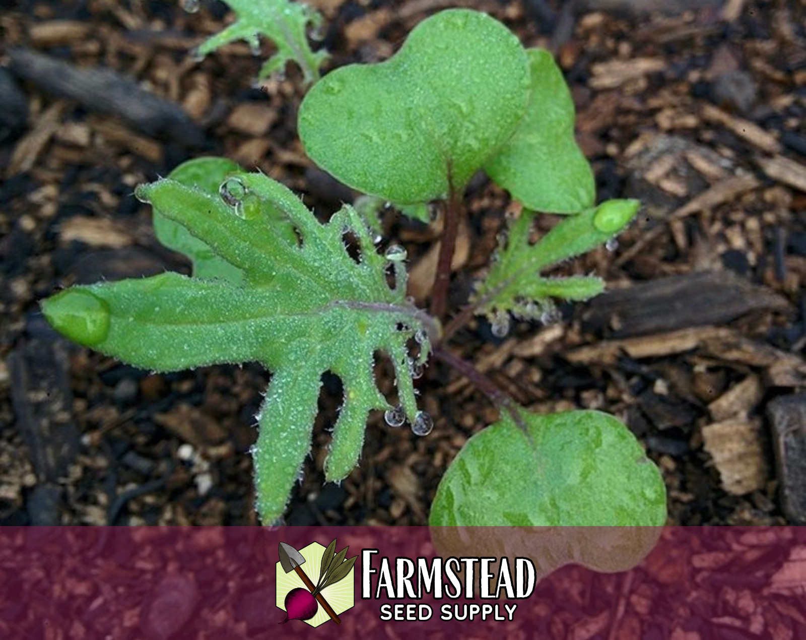 3400+ Kale Seeds [Red Russian] Vegetable Gardening Seed, Heirloom, Non-GMO, USA