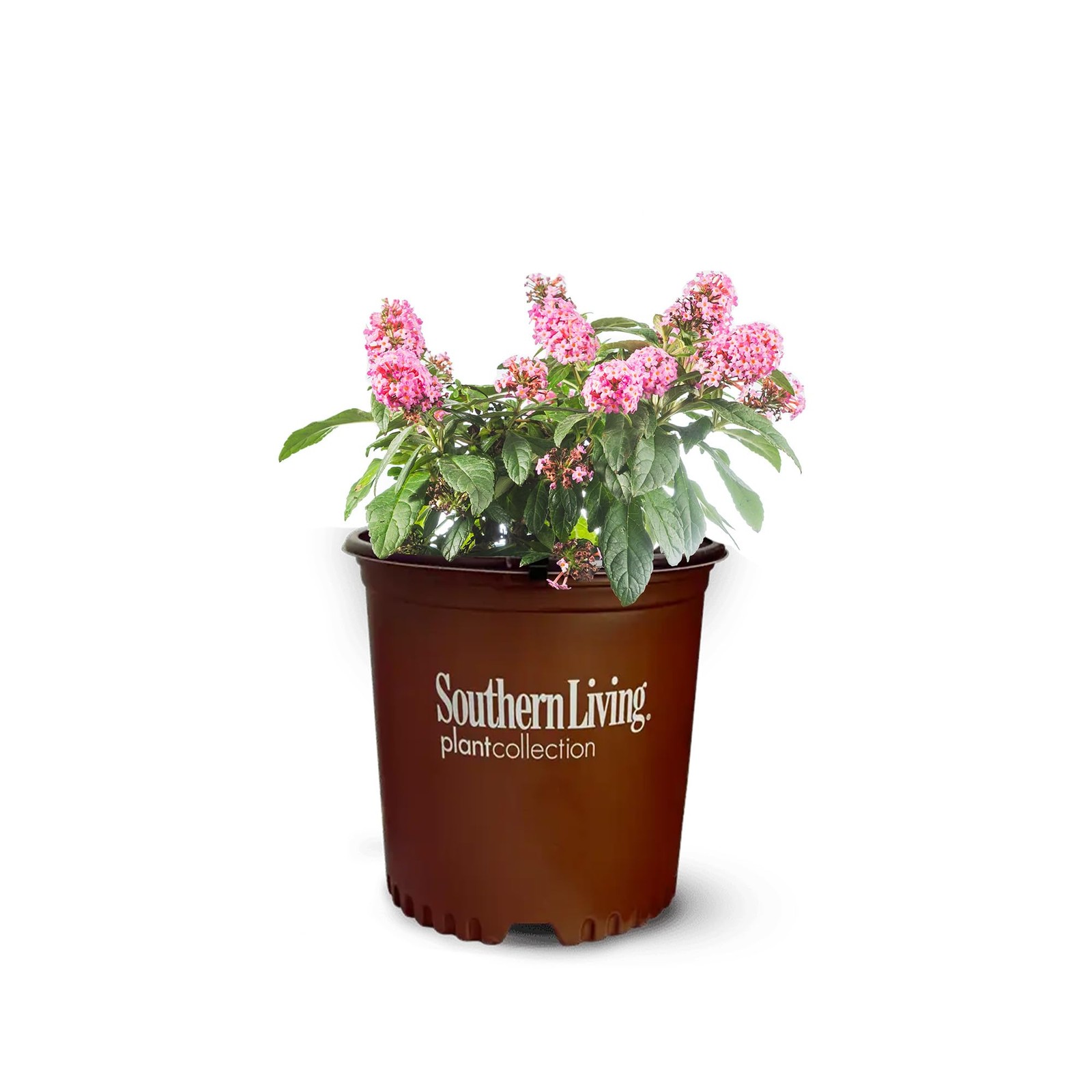 Butterfly Candy Li’l Taffy Butterfly Bush in 1 Gallon Grower’s Pot | Live, Pi…