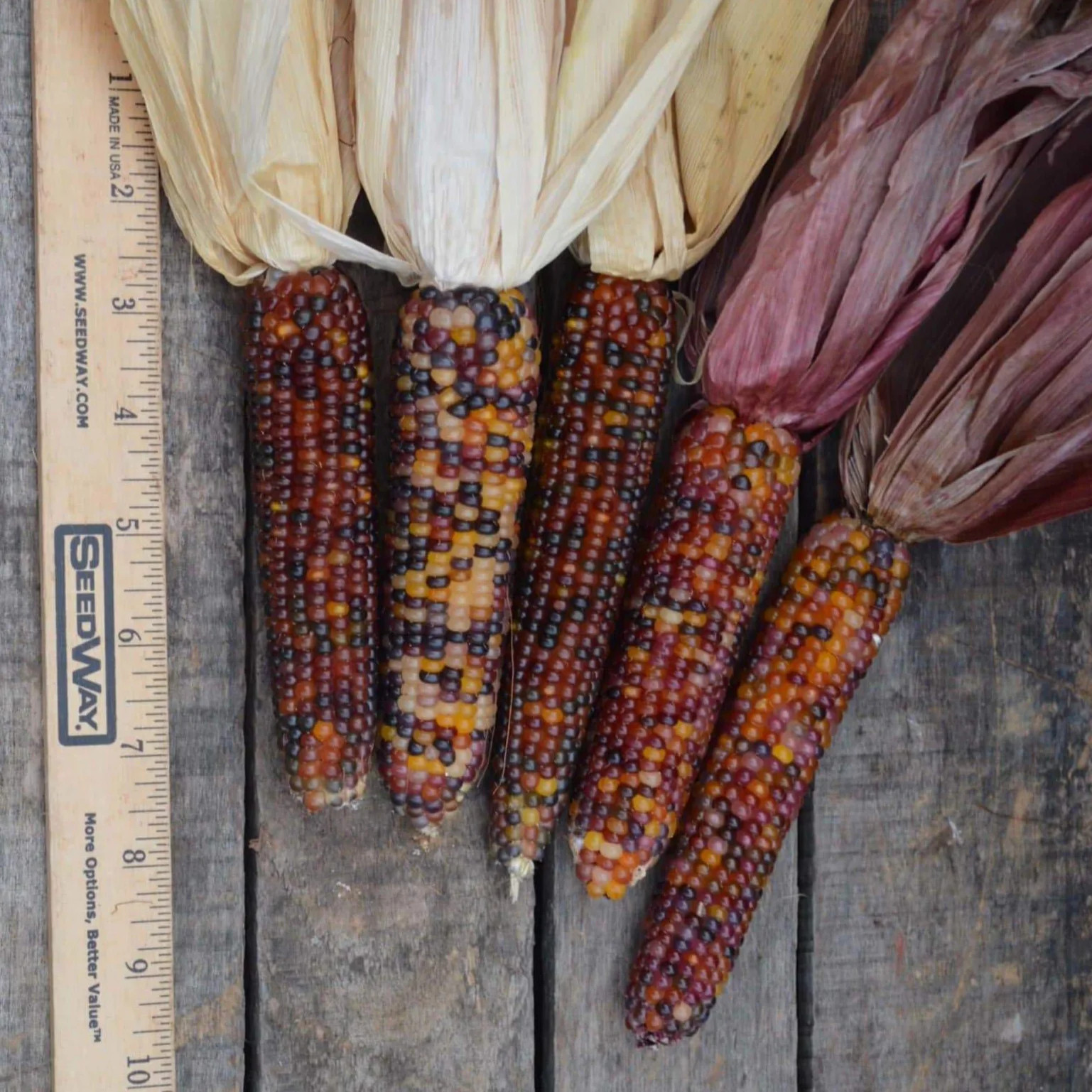 Red Husk Rainbow Ornamental Corn Seeds | Glass Gem Color Flint Popcorn Seed 2024