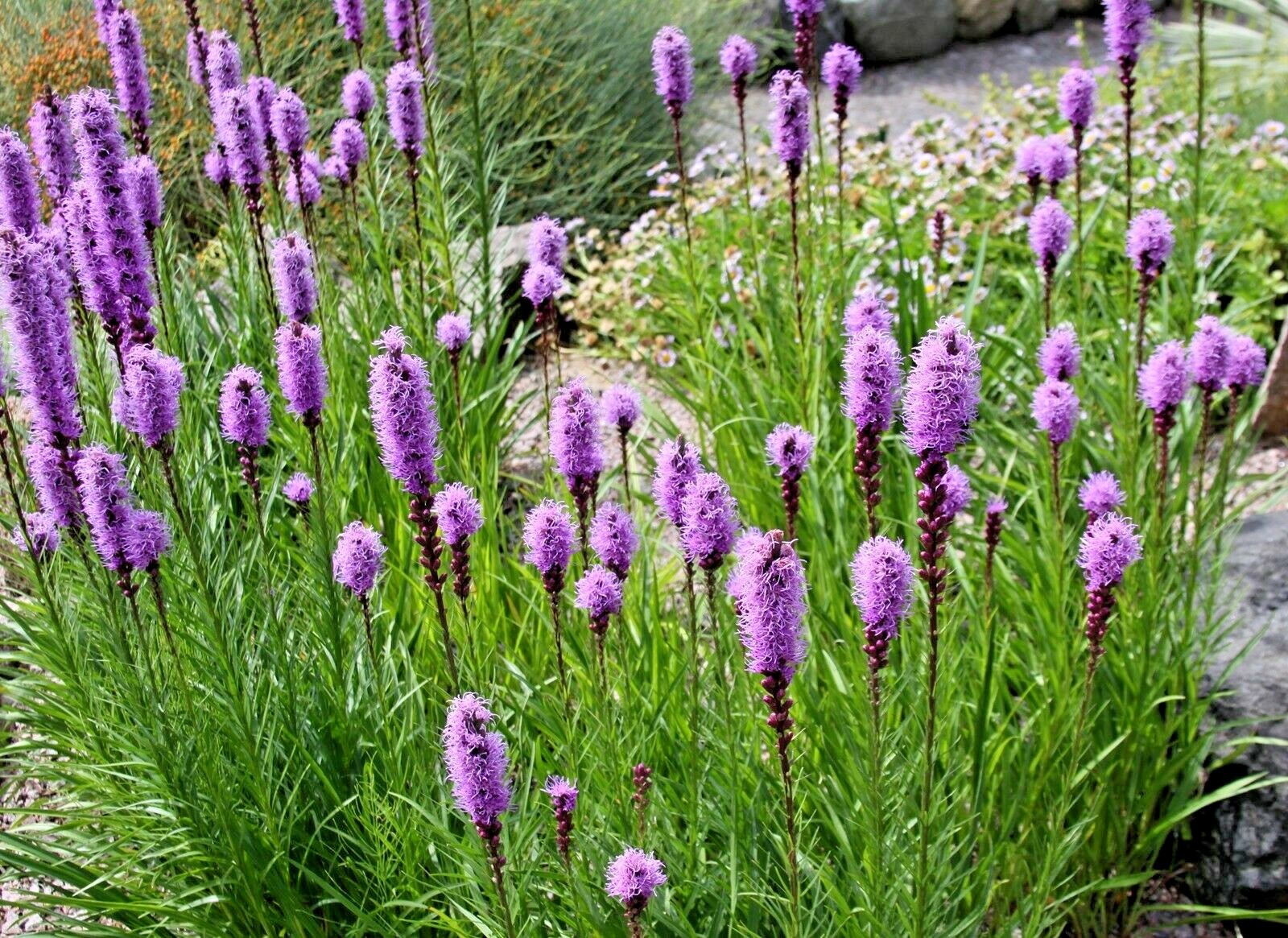 100+ MARSH Dense BLAZING STAR Seeds Gay Feather Native Wildflower Pollinators