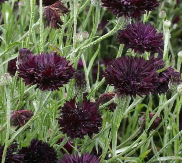 CORNFLOWER Bachelor Button Landscaper’s Bulk Pack Heirloom Non-GMO 1500 Seeds!