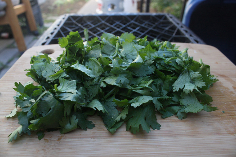 500 Fresh Cilantro/Coriander Seeds NON-GMO, USA Seller