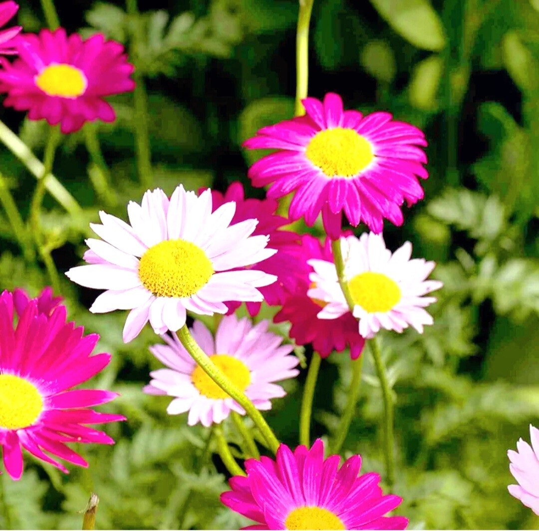Pyrethrum SeedsTanacetum Chrysanthemum Painted Daisy Fresh Garden Seeds Heirloom