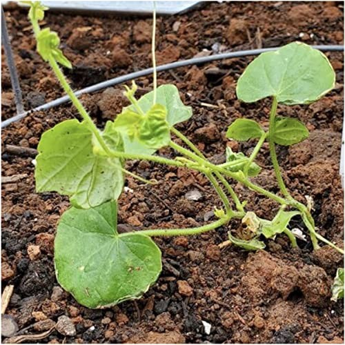 Cucamelon Seeds/Lemon Cucumber Seeds for Planting – Non Cucamelon + Lemon Cuke