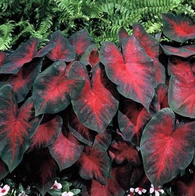 Caladium Postman Joyner 3 Plant Bulbs, Red & Dark Green Foliage Partial Shade