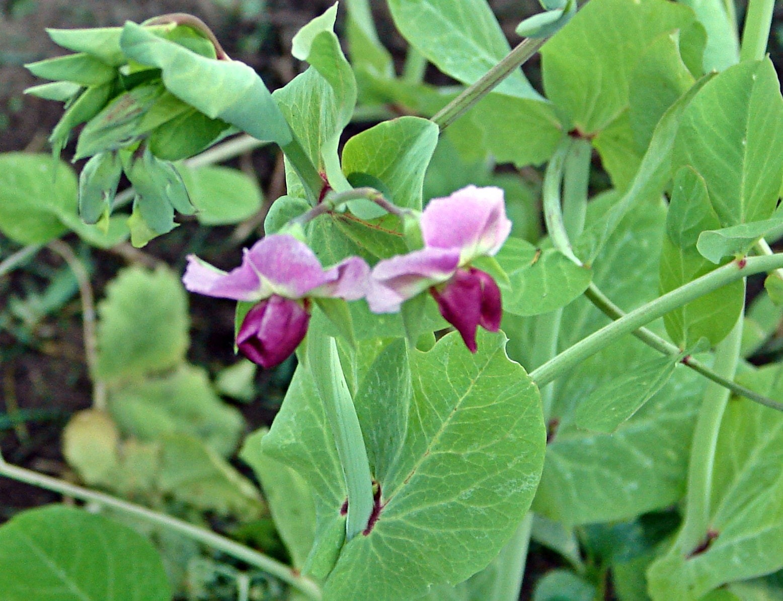 Purple Magnolia, Snap Peas