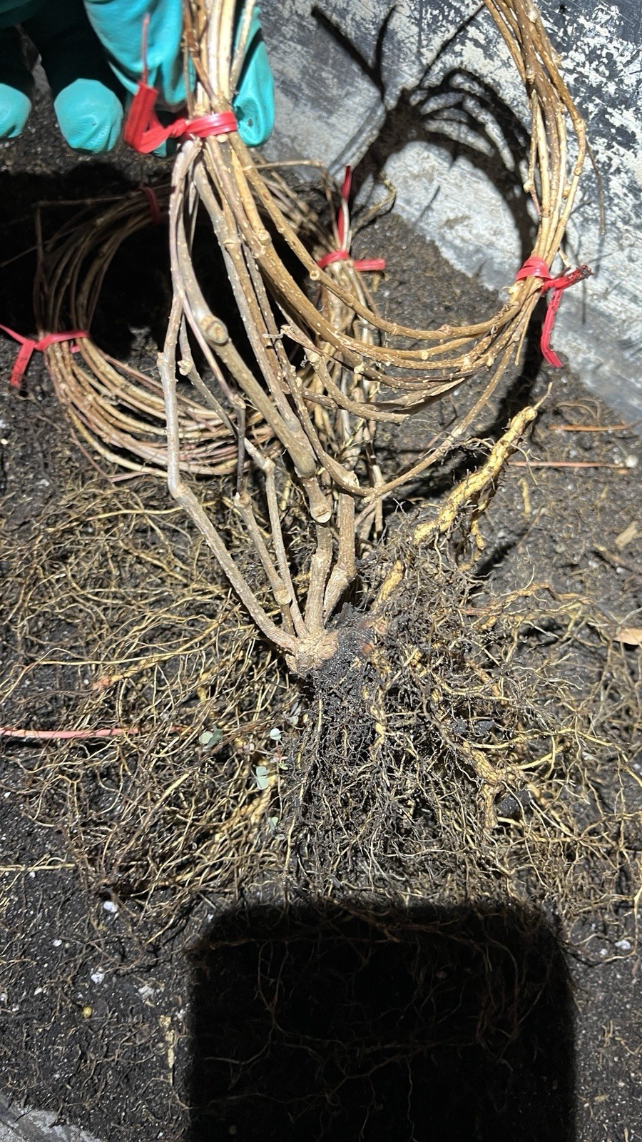 2 year old Parthenocissus quinquefolia, grape virginia creeper bareroot plant