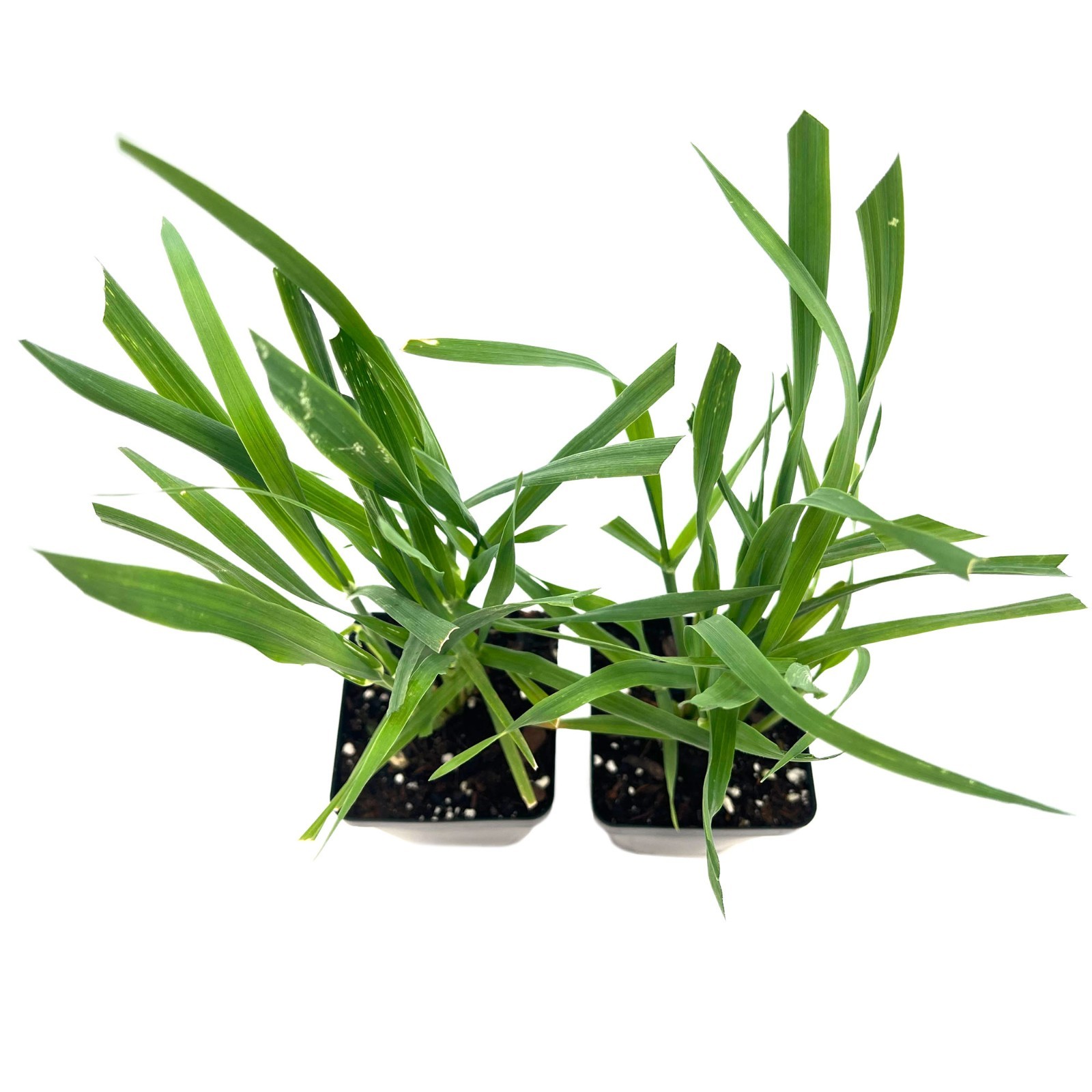 Cat Grass (Dactylis glomerata) Nutritious & Pet-Friendly Plant for Cats & Dogs