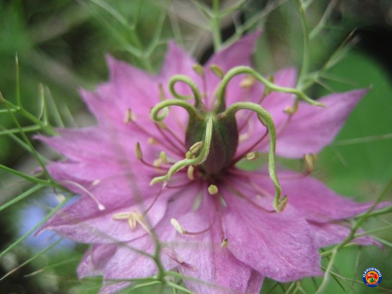 2000 Love In a Mist Flower Seeds Mix Miss Jekyll Nigella