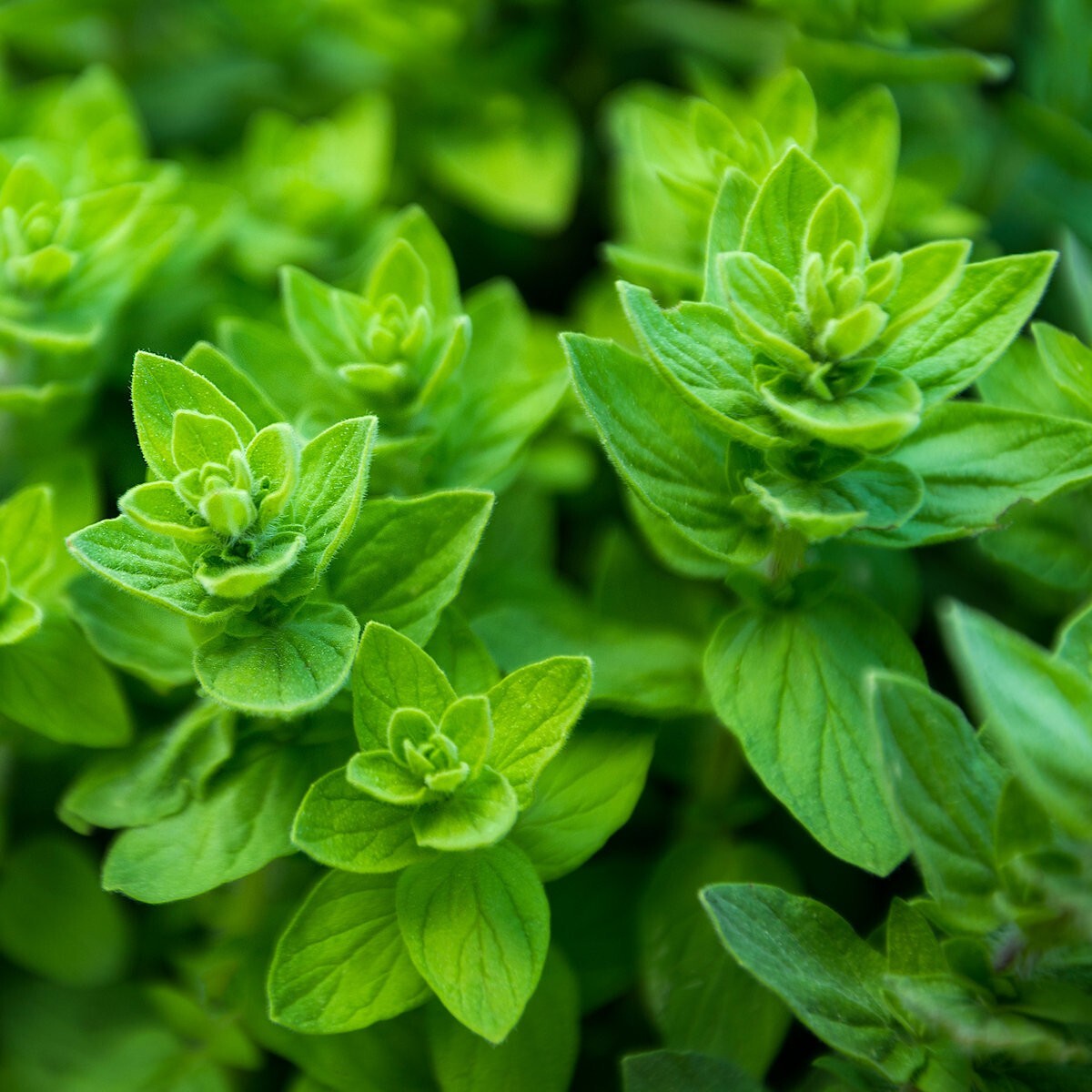 2000 Italian Oregano Herb Seeds – Everwilde Farms Mylar Seed Packet