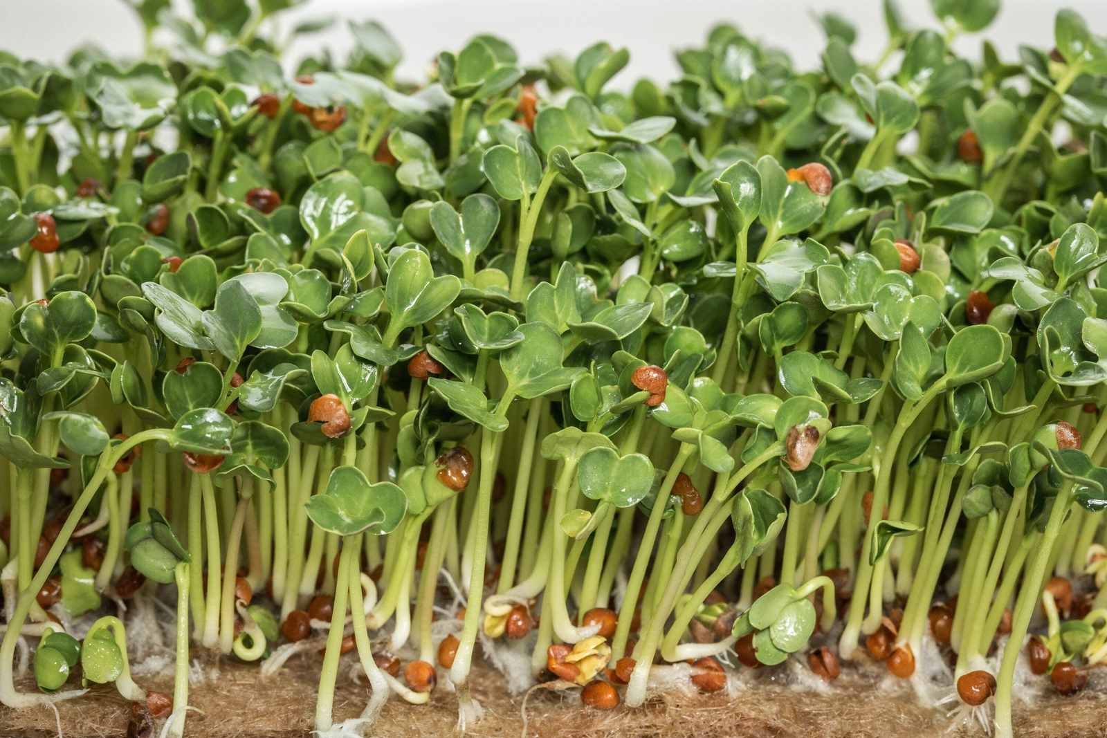 1000 BROWN MUSTARD Brassica Juncea Vegetable Herb Seeds *Flat S/H