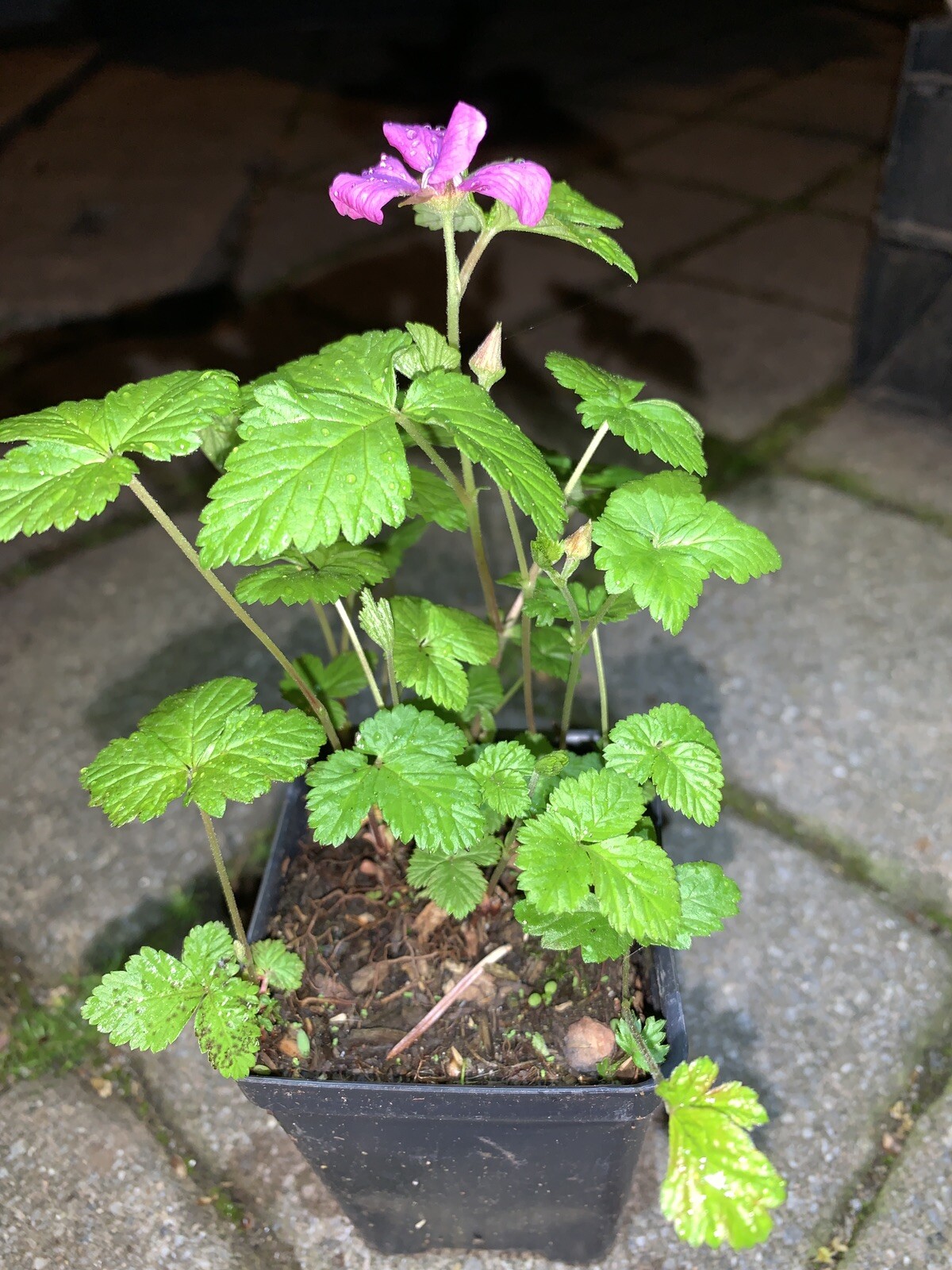 Arctic Raspberries ‘Beta’ and ‘Sophia’ (Rubus arcticus x stellarcticus) 2 pots