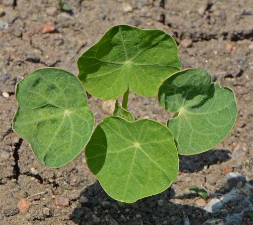 Nasturtium TIP TOP Mix DWARF Vine Red Orange Tubular Edible Non-GMO 20 Seeds