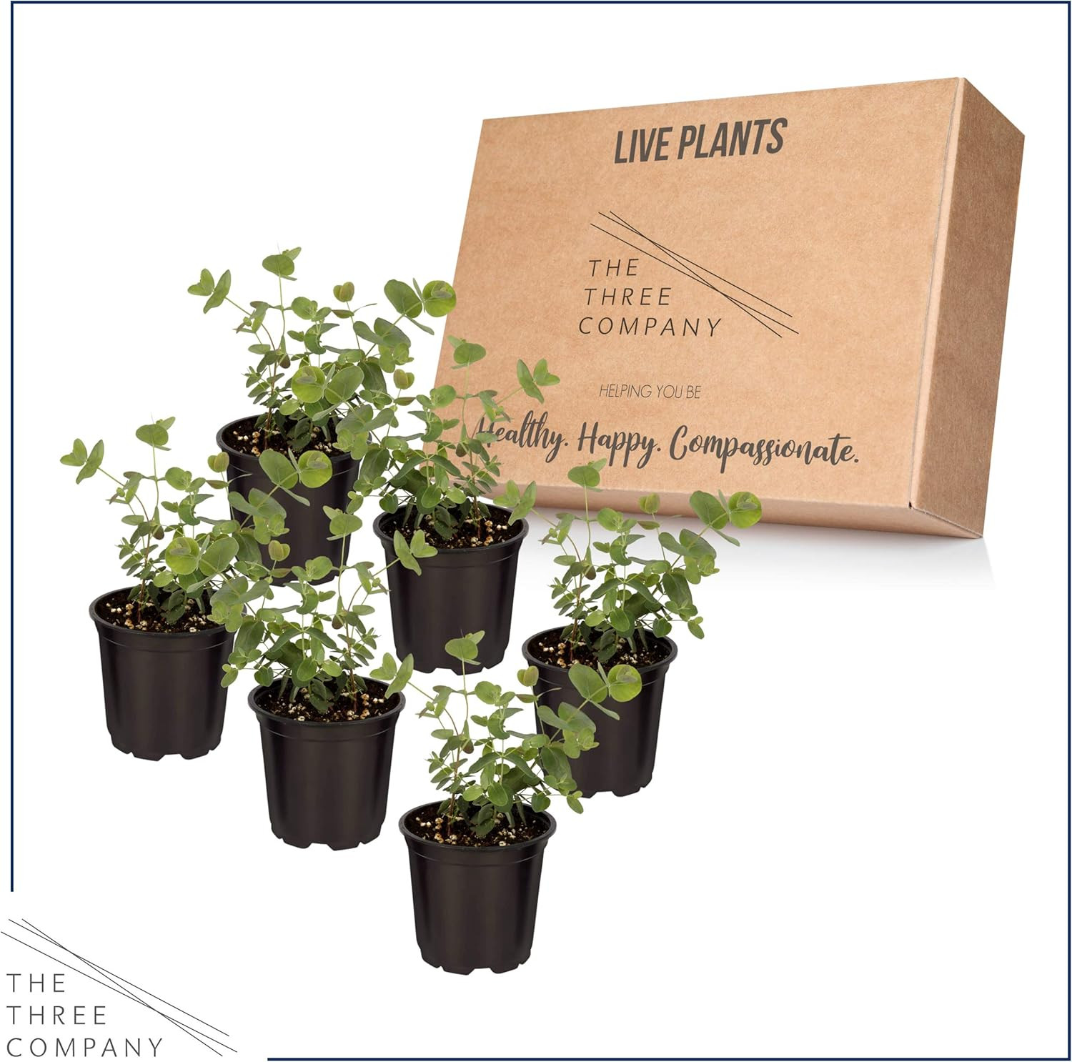 Fresh Eucalyptus Plants (6 Pack) – Natural Air Purifier & Aromatic Delight