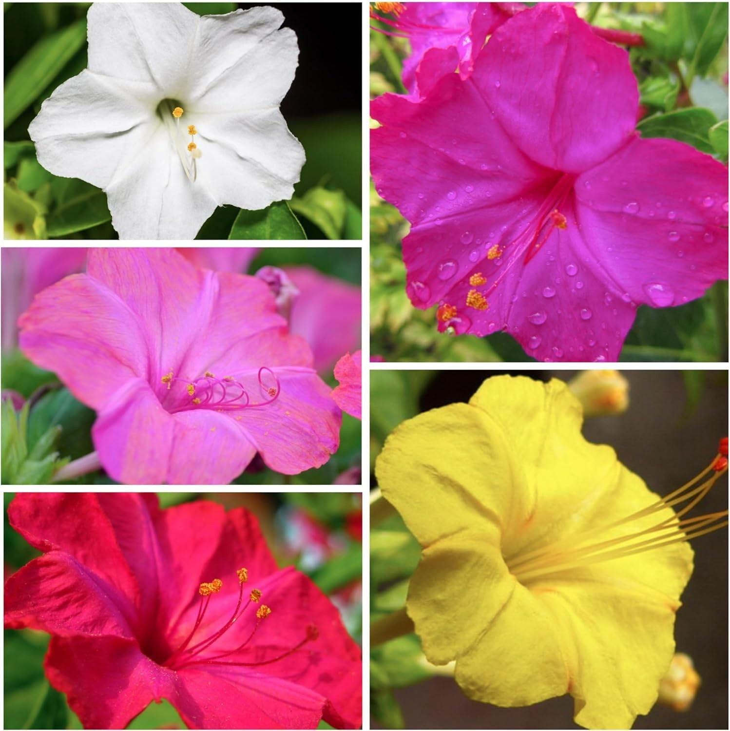 Vibrant 300 Pack of Heirloom Four O’Clock Seeds – Bloom Summer to Fall