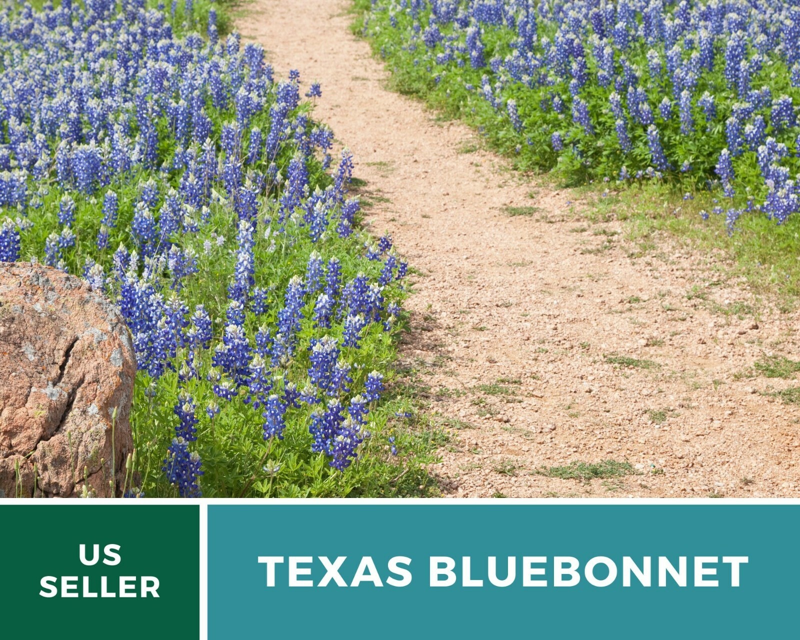 Lupine, Texas Bluebonnet – Heirloom Seeds – State Flower of Texas