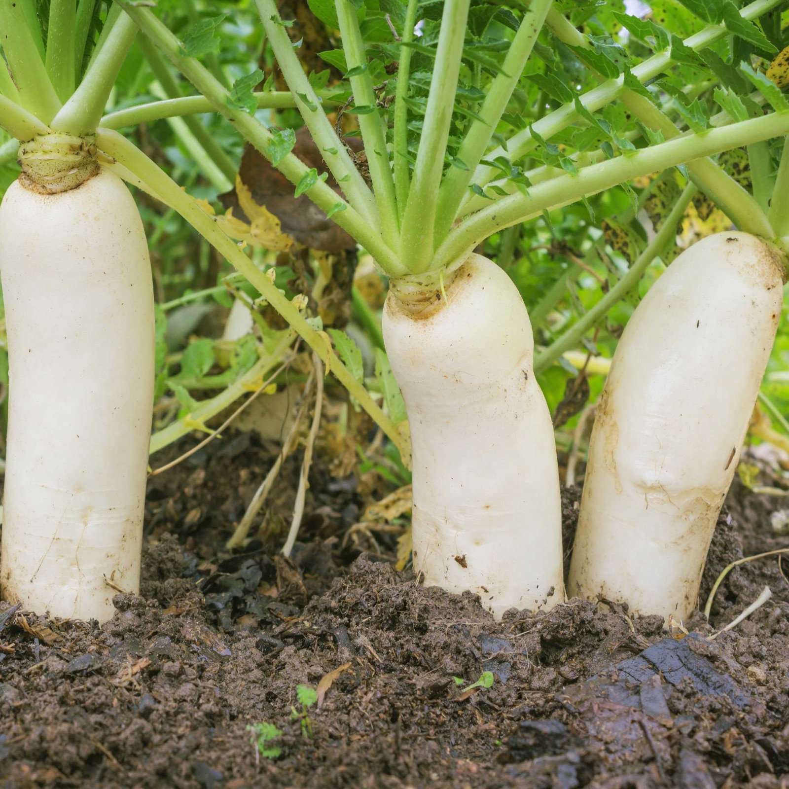 10 LBS Daikon Radish Seeds For Cover Crop Planting